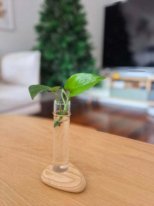Cosymple Plant Propagation Station, Propagation Vases for Home Office Decor